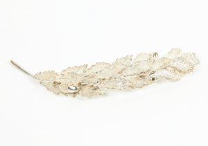 Silver oak tree branch